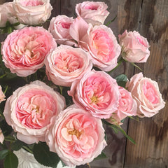 Mayra's Brida Pink Rose Plant|粉色梅拉新娘