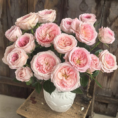 Mayra's Brida Pink Rose Plant|粉色梅拉新娘