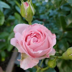 Mayra's Bridal Rose Plant|梅拉新娘