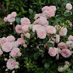 Mayra's Bridal Rose Plant|梅拉新娘