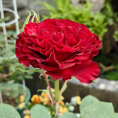 Delightful Mayra's Rose Plant for a Stunning Garden Display