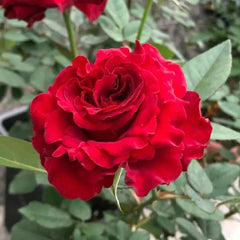 Delightful Mayra's Rose Plant for a Stunning Garden Display