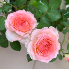 Mayra's Rose Fantasy Rose Plant