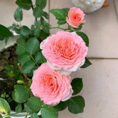 Mayra's Rose Fantasy Rose Plant