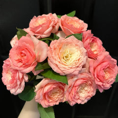 Mayra's Rose Fantasy Rose Plant