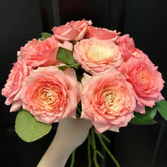 Mayra's Rose Fantasy Rose Plant