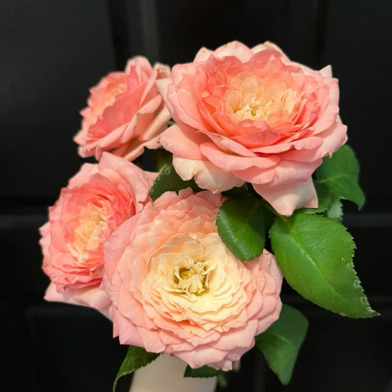 Mayra's Rose Fantasy Rose Plant