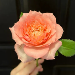 Mayra's Rose Fantasy Rose Plant