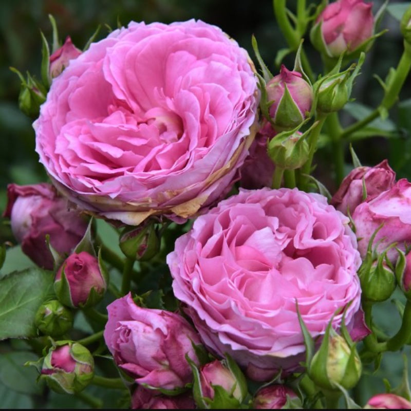 Mazazutowa Rose Plant