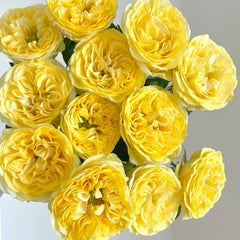 Medina Rose Plant|美迪娜
