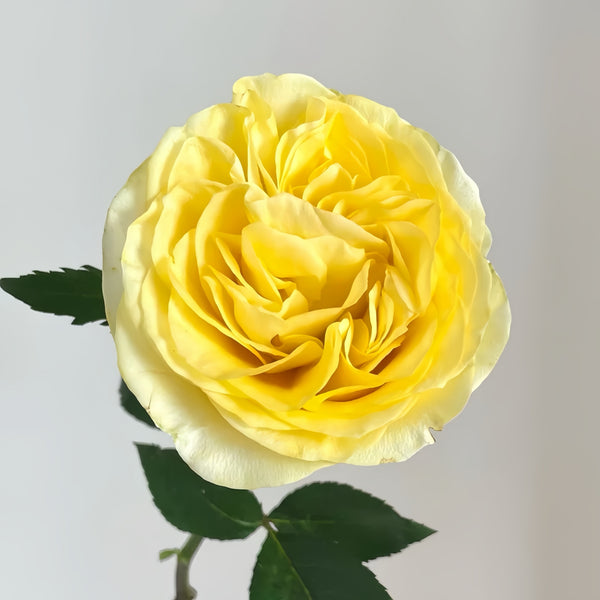 Medina Rose Plant