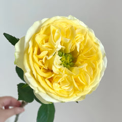 Medina Rose Plant|美迪娜