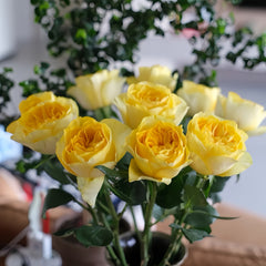 Medina Rose Plant|美迪娜