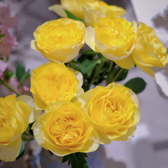 Medina Rose Plant|美迪娜