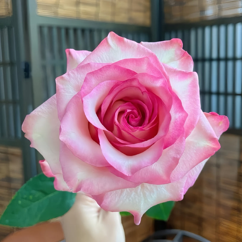 Medusa Rose Plant