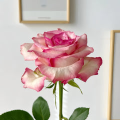 Medusa Rose Plant