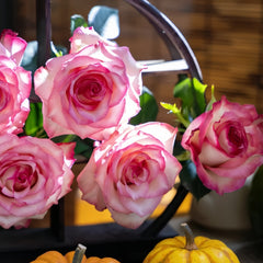 Medusa Rose Plant
