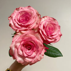 Medusa Rose Plant