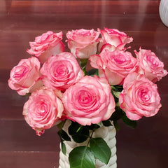 Medusa Rose Plant