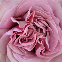 Melody Beattie Rose Plant 