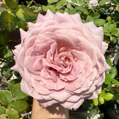 Memoire Rose Plant