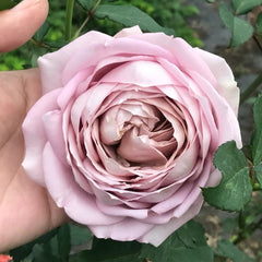 Memoire Rose Plant