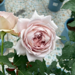 Memoire Rose Plant
