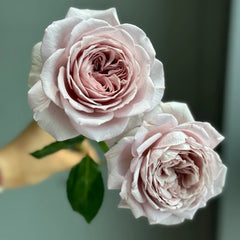 Memoire Rose Plant