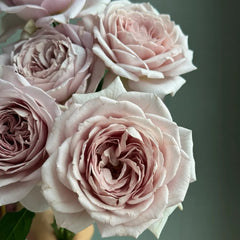 Memoire Rose Plant