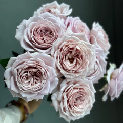 Memoire Rose Plant