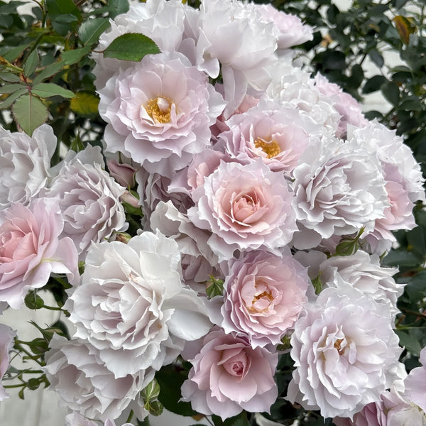 Mengxingluo/Dream Starfal Rose