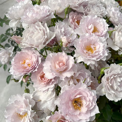 Mengxingluo/Dream Starfal Rose