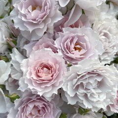 Mengxingluo/Dream Starfal Rose