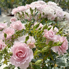 Mengxingluo/Dream Starfal Rose
