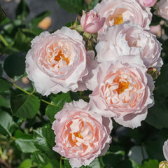 Mengxingluo/Dream Starfal Rose