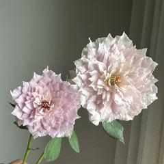 Mengxingluo/Dream Starfal Rose
