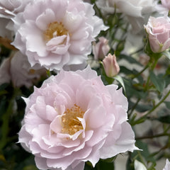 Mengxingluo/Dream Starfal Rose