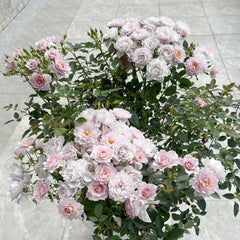 Mengxingluo/Dream Starfal Rose