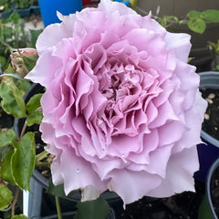 Mengxingluo/Dream Starfal Rose