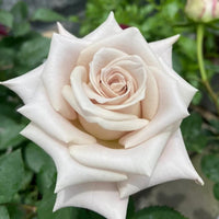 Menta Rose Plant | 曼塔