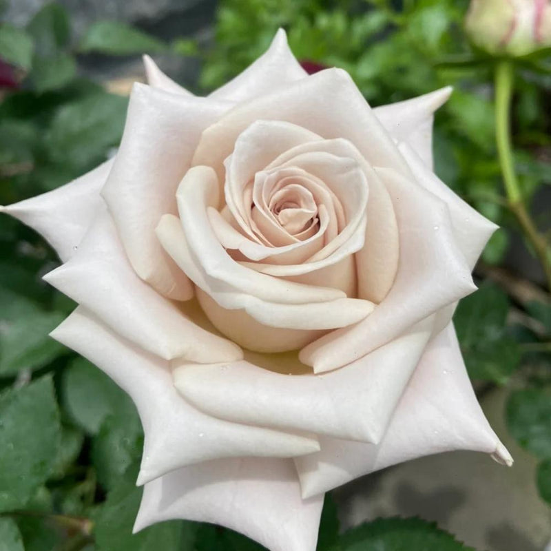 Exquisite Menta Rose Plant for Your Lush Garden Oasis