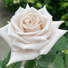 Exquisite Menta Rose Plant for Your Lush Garden Oasis