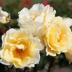 Charming Mentor Rose Plant for a Vibrant Garden Display