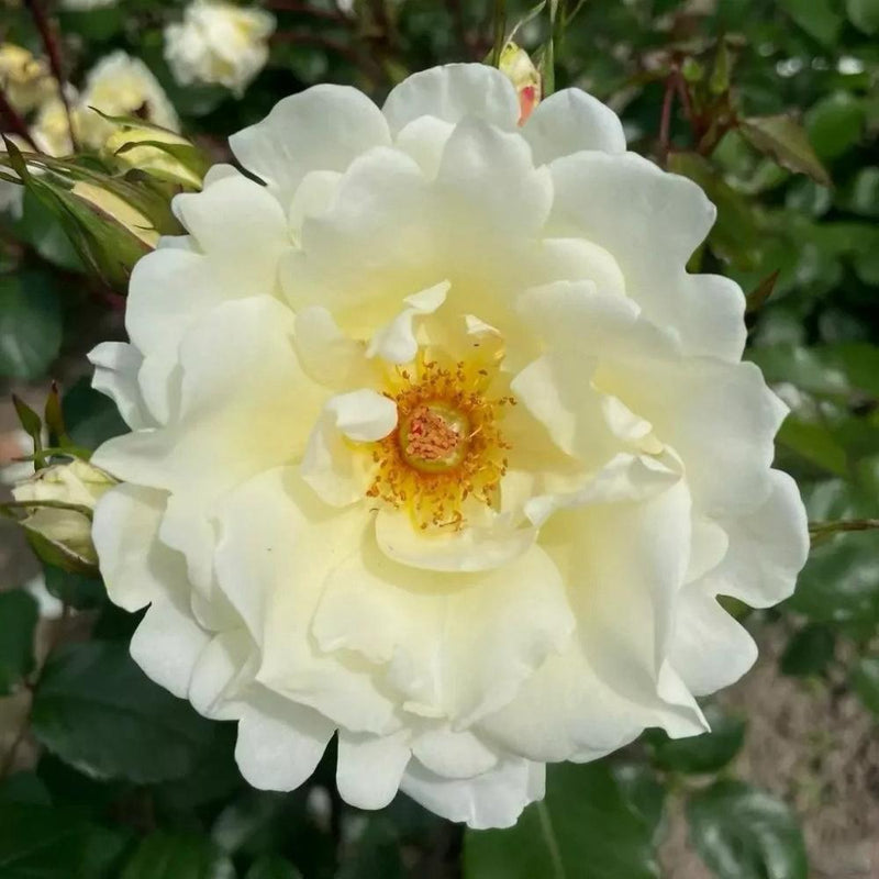 Charming Mentor Rose Plant for a Vibrant Garden Display