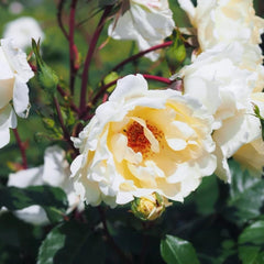 Charming Mentor Rose Plant for a Vibrant Garden Display