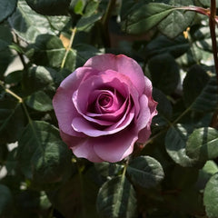 Mercury King Terrazza Rose