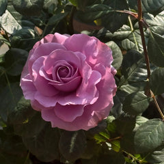 Mercury King Terrazza Rose