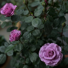 Mercury King Terrazza Rose