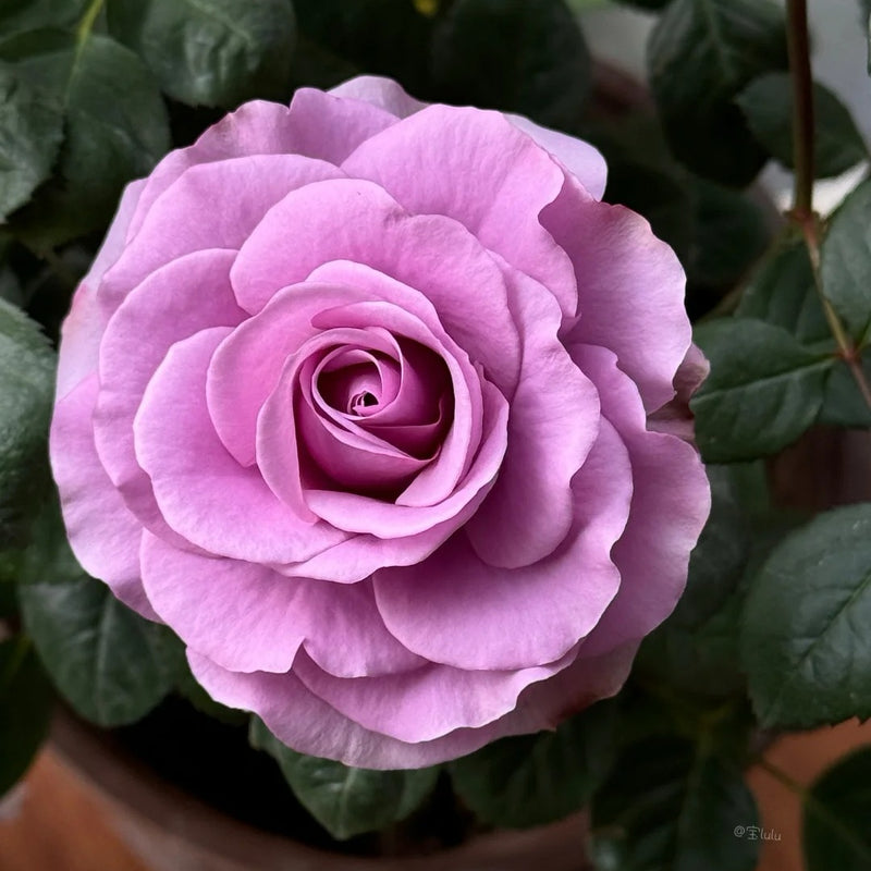 Mercury King Terrazza Rose