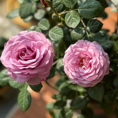Mercury King Terrazza Rose